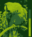The color palette of the Gameboy classic, illustrated with the picture of a parrot